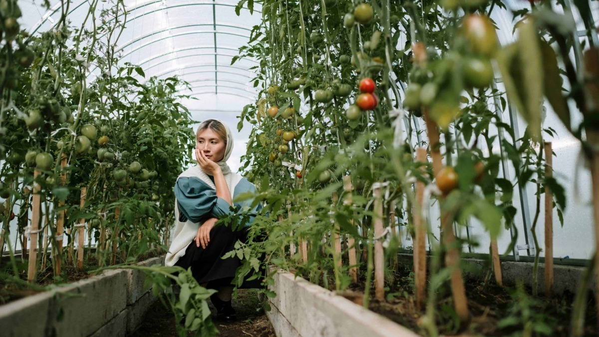 Coltivare pomodori nell'orto con piante rigogliose