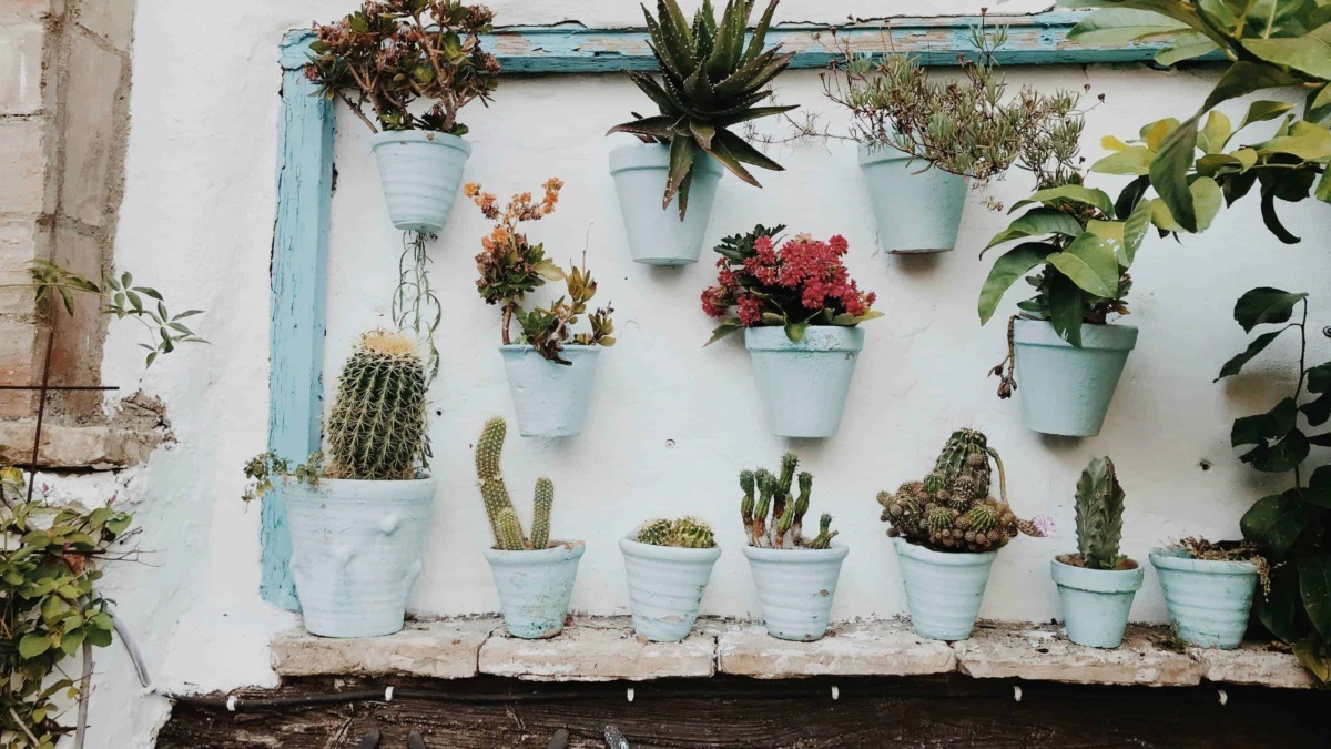Vasi di piante succulente e cactus decorativi appesi e posizionati su una parete bianca con dettagli in cielo blu, creando un angolo verde e originale per il giardino o il terrazzo.