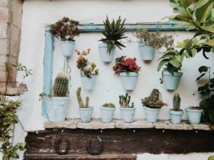Vasi di piante succulente e cactus decorativi appesi e posizionati su una parete bianca con dettagli in cielo blu, creando un angolo verde e originale per il giardino o il terrazzo.