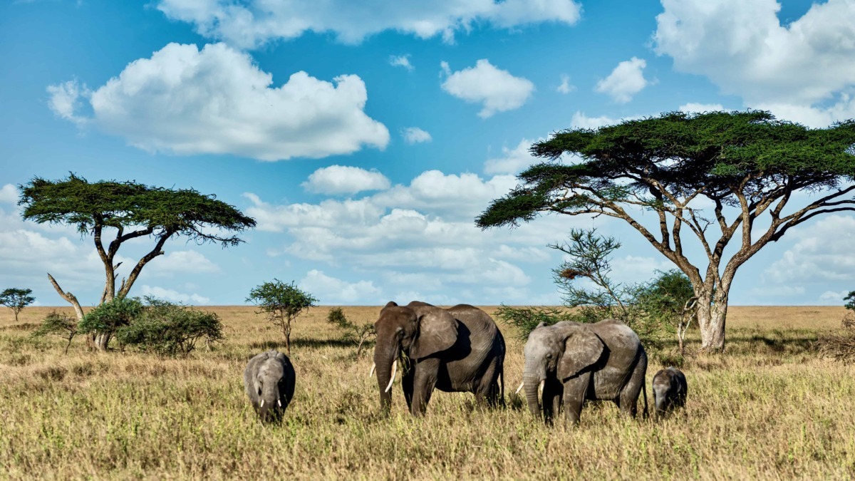 Elefanti in natura nel parco africano con acacie, paesaggio di savana sotto cielo azzurro e nuvole.