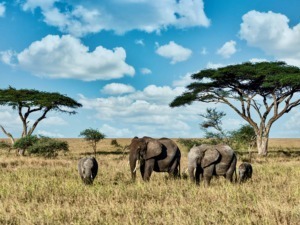 Elefanti in natura nel parco africano con acacie, paesaggio di savana sotto cielo azzurro e nuvole.