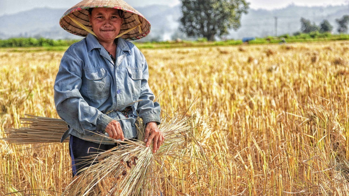 Fazzoletto di paglia che copre la testa, uomo che raccoglie il raccolto di grano in un campo dorato, agricoltore in campagna, lavoro agricolo tradizionale, paesaggio rurale.