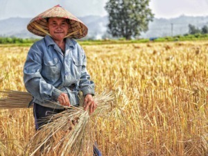 Fazzoletto di paglia che copre la testa, uomo che raccoglie il raccolto di grano in un campo dorato, agricoltore in campagna, lavoro agricolo tradizionale, paesaggio rurale.