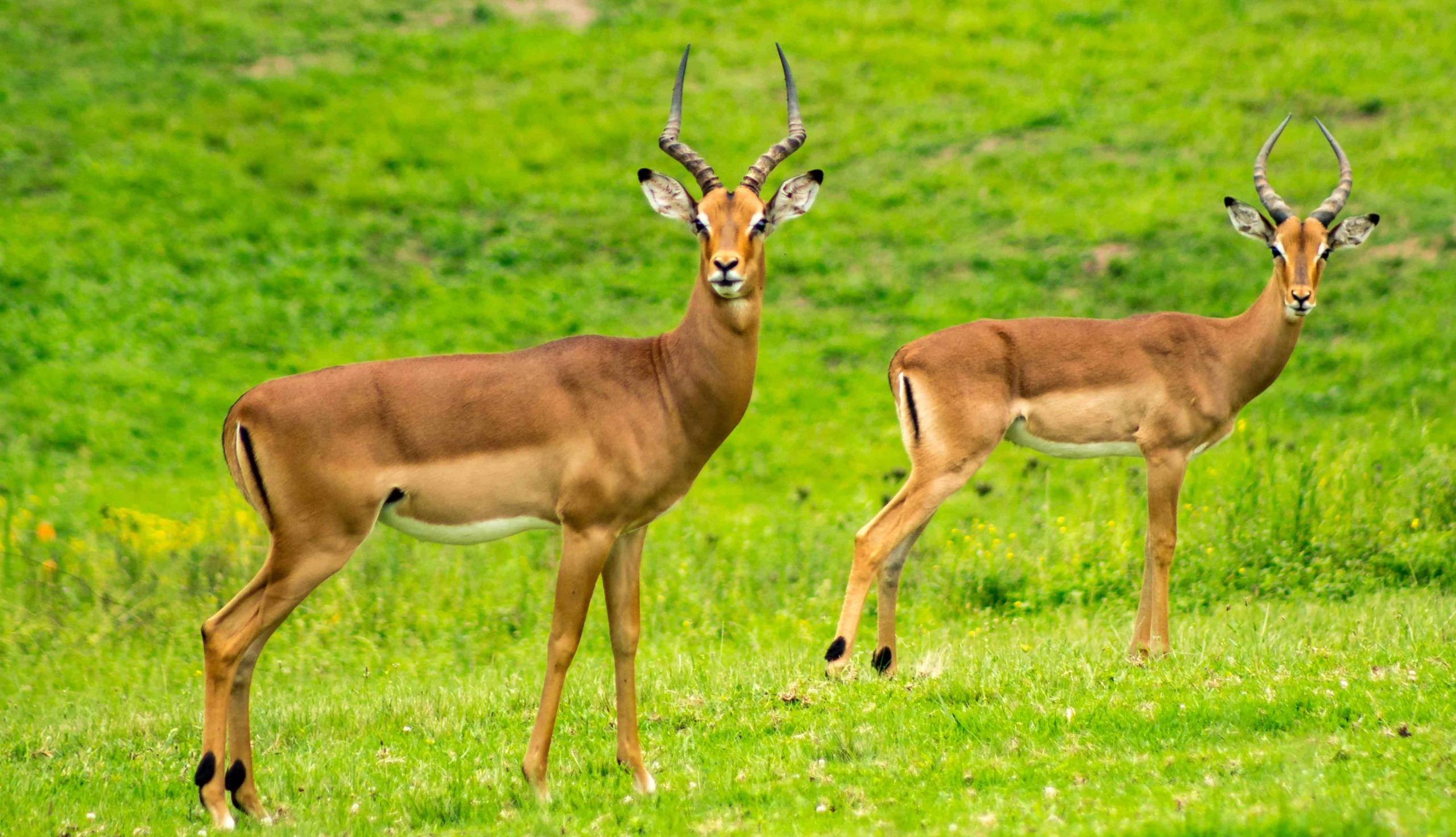 Parco Nazionale della Majella, 12 attrazioni in Abruzzo 3 Altezza maggiore di due antelopi con corna spinose che scorrono elegantemente verso il cielo, in un verde prato erboso.
