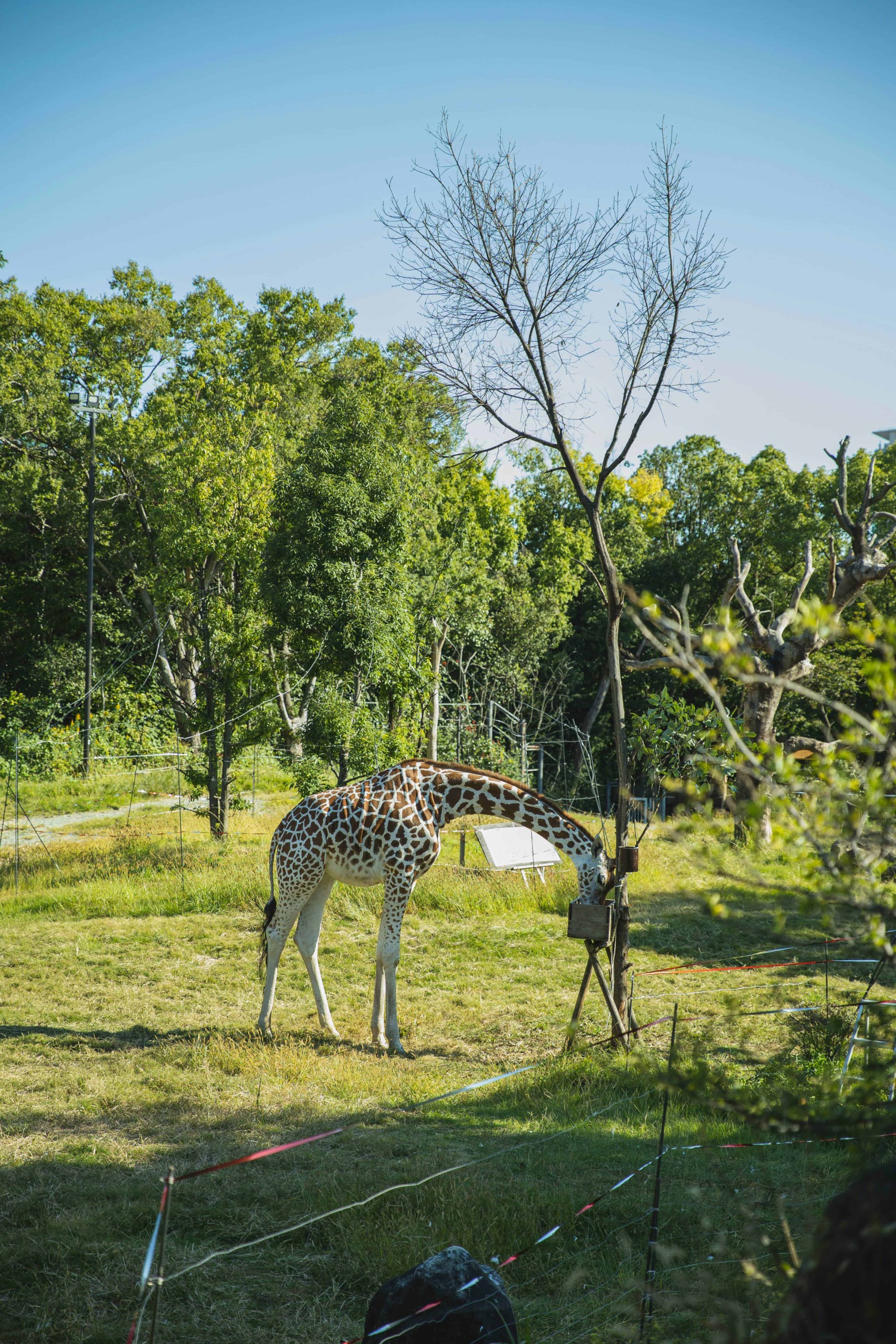 I Migliori Luoghi per un Safari in Africa