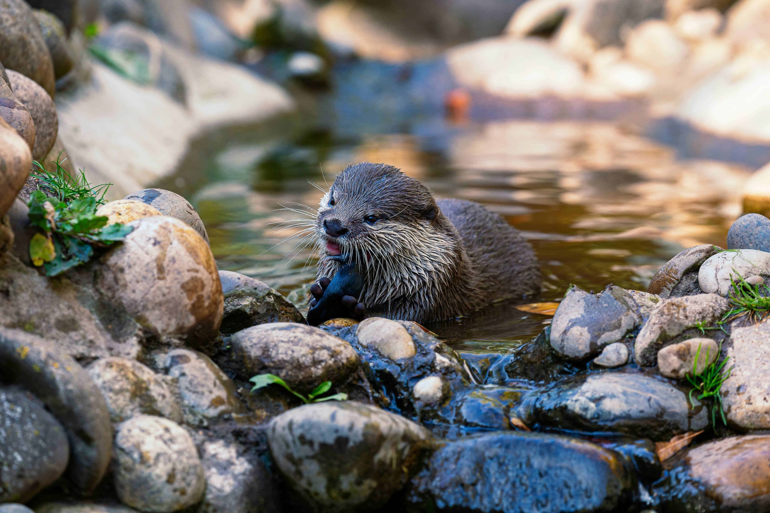 Parco Nazionale della Majella, 12 attrazioni in Abruzzo 5 Crediti di immagini di un castoro giovane che nuota in un ruscello con sassi e vegetazione, ambiente naturale, fauna selvatica, ecosistema acquatico, natura incontaminata, animali selvatici.