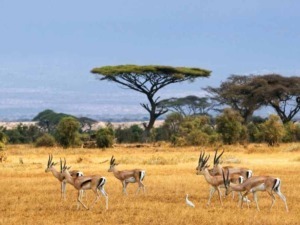 Spice Islands, Tanzania, Africa - image of a herd of gazelles grazing on the savannah with acacia trees in the background.