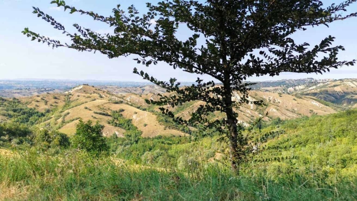 Ulivo su collina verde con vista panoramica sulle colline e il paesaggio rurale in lontananza, natura e relax in un ambiente campestre italiano.
