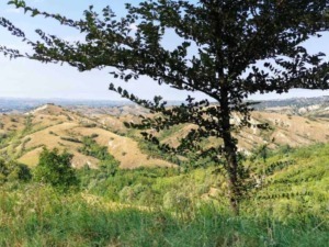 Ulivo su collina verde con vista panoramica sulle colline e il paesaggio rurale in lontananza, natura e relax in un ambiente campestre italiano.