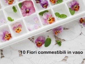 Fiori commestibili in vasetto, edera e petali colorati pronti per decorare piatti e dolci, ideali per la cucina naturale e creativa.
