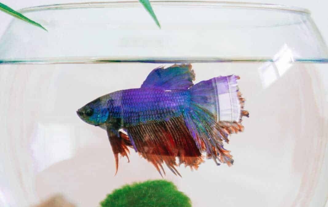 Colorato pesce betta in acquario con piante verdi e sfondo chiaro, simbolo di cura degli acquari e animali domestici.