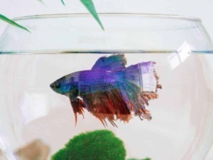 Colorato pesce betta in acquario con piante verdi e sfondo chiaro, simbolo di cura degli acquari e animali domestici.