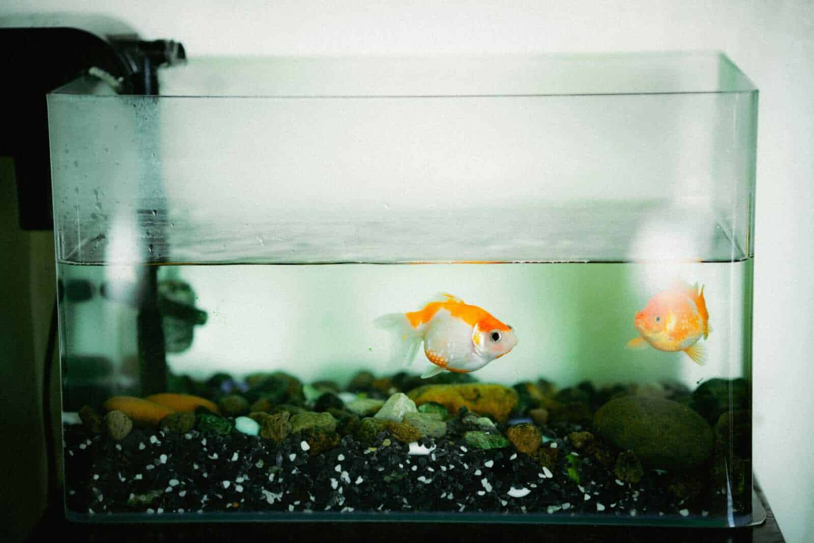 Pesci pesci rossi in acquario con ciottoli colorati e acqua cristallina, ideale per decorazioni di interni e acquari domestici, perfetto per appassionati di acquariologia.