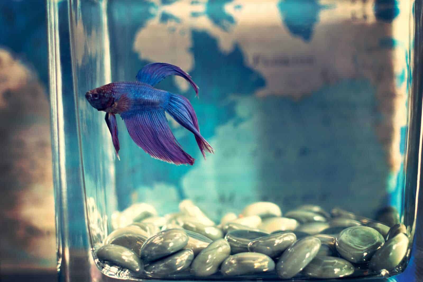 Acquario piccolo stile Zen con arredi essenziali