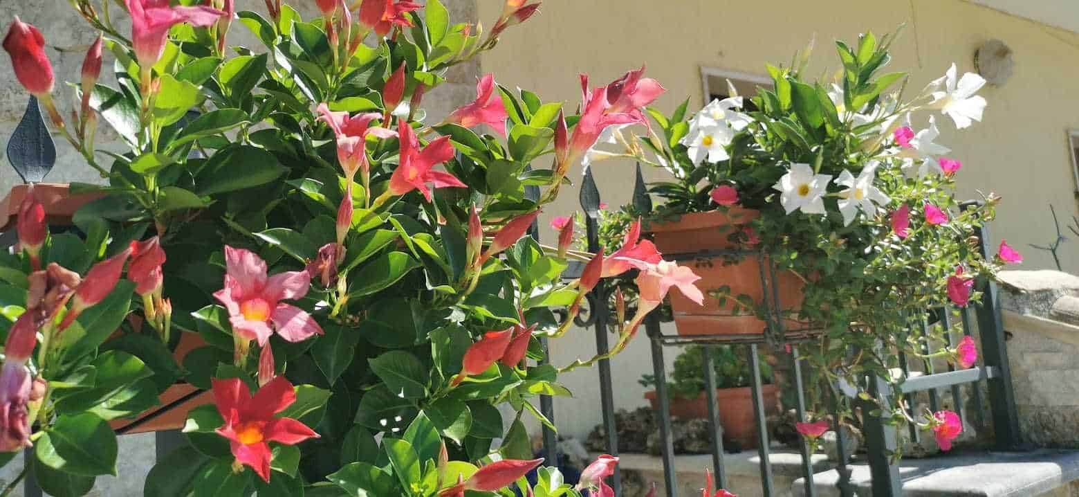 Quando regalare i gigli, 7 eventi