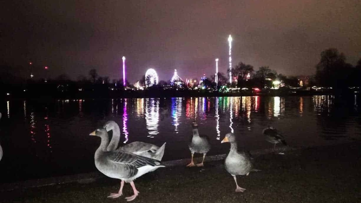 Oche di anatre sul fiume al crepuscolo con luci della città, luna e attrazioni come ruota panoramica e aliante in lontananza, riflessi sull'acqua, atmosfera notturna e spettacolare skyline.
