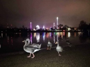 Oche di anatre sul fiume al crepuscolo con luci della città, luna e attrazioni come ruota panoramica e aliante in lontananza, riflessi sull'acqua, atmosfera notturna e spettacolare skyline.