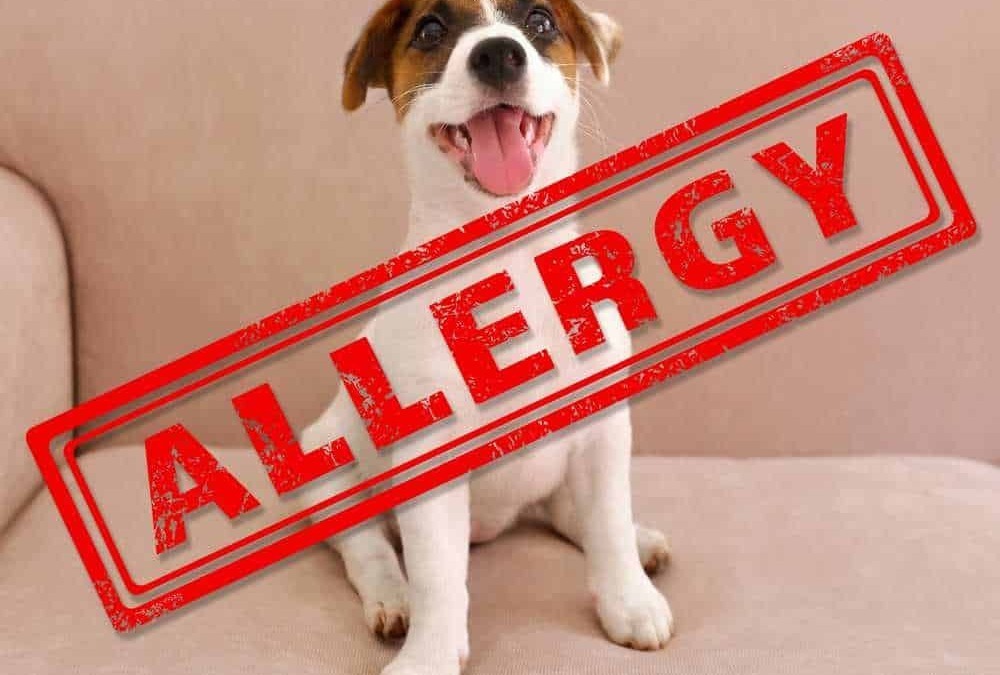Piccolo cane felice con sorriso, seduto su divano beige, con grande timbro rosso "ALLERGIA" sovrapposto, immagine che richiama attenzione a problemi di allergie canine.