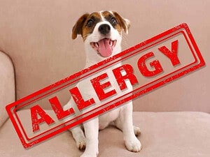 Piccolo cane felice con sorriso, seduto su divano beige, con grande timbro rosso "ALLERGIA" sovrapposto, immagine che richiama attenzione a problemi di allergie canine.