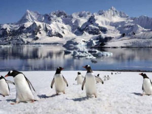 Vari penguin sull'Antartide con montagne di ghiaccio e acqua glaciale sullo sfondo, in un paesaggio estremo e mozzafiato di natura incontaminata e habitat selvaggio, ideale per appunti sul blog.