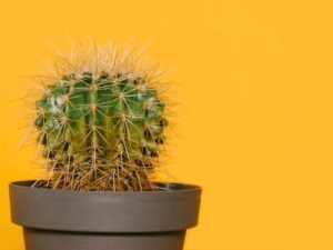 Cactus in vaso nero contro sfondo giallo.