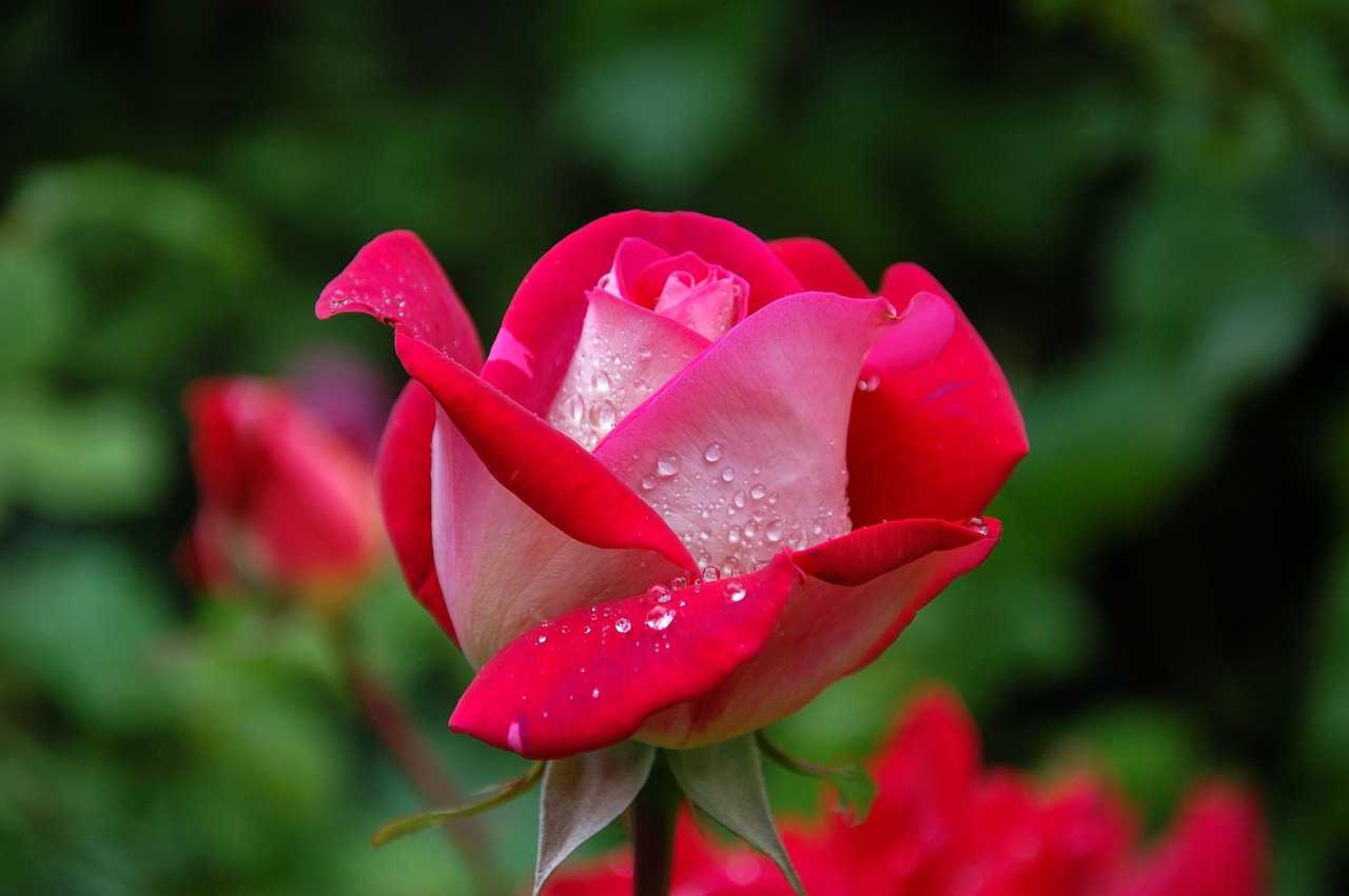 Fiore di rosa rossa con gocce d'acqua, simbolo di bellezza e freschezza, immerso in un giardino verdefotografato in dettaglio.