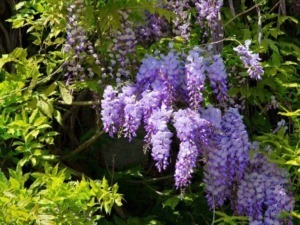 Fiori di glicine viola in giardino, prolunga fioritura primavera, decorazione naturale, piante ornamentali, fiori aromatici, paesaggio floreale, splendide fioriture estive.