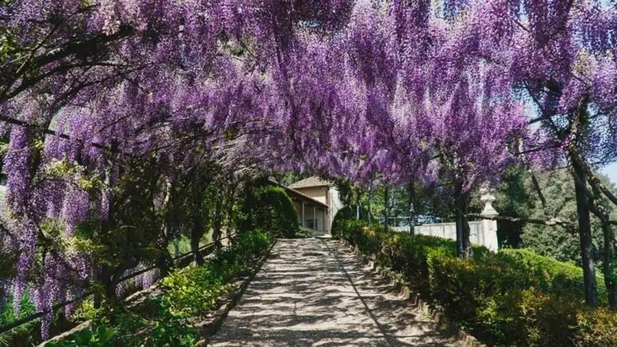 Dove ammirare i glicini in fiore in Campania