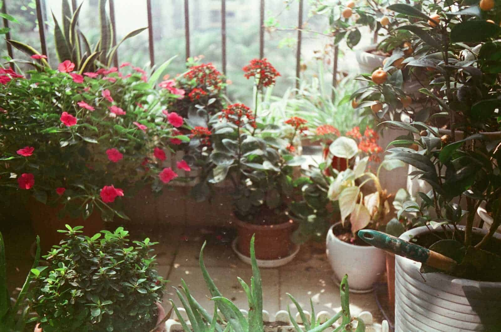 Pianta da interno con fiori colorati e piante verdi in vasi, ambiente luminoso e accogliente per il giardinaggio domestico.