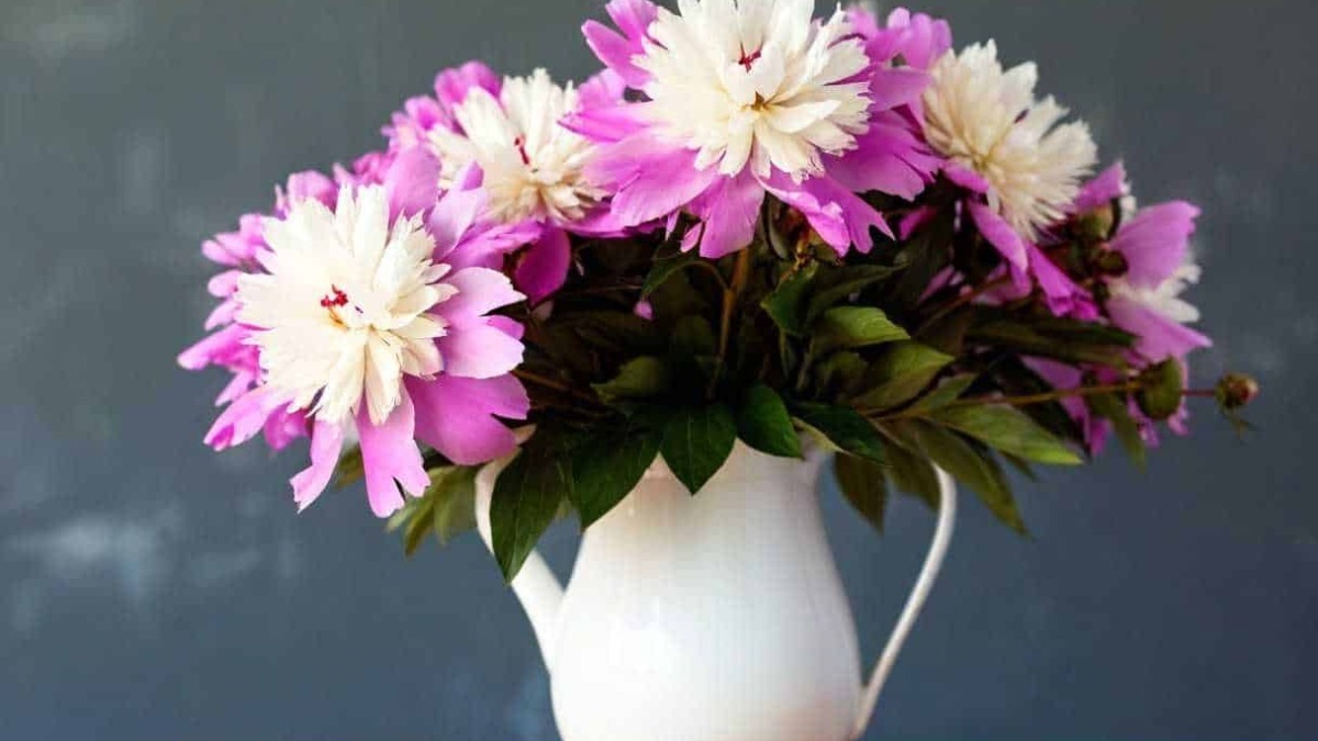 Fiore di peonia rosa e bianca in vaso di creta bianca su tavolo di legno, composizione floreale decorativa.