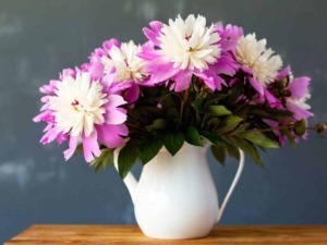 Fiore di peonia rosa e bianca in vaso di creta bianca su tavolo di legno, composizione floreale decorativa.