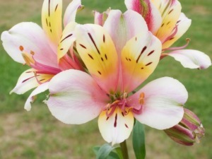 Fiore di alta qualità con petali rosa, gialli e screziature scure, perfetto per giardini e decorazioni floreali. Fioritura elegante e colorata, simbolo di bellezza e natura.
