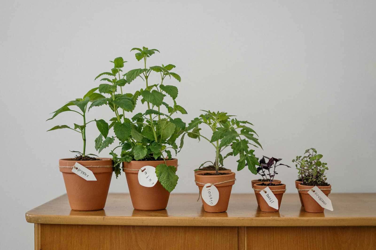 Pianti di erbe aromatiche in terracotta su tavolo in legno, iscrizione con nomi delle piante come menta, basilico e origano, per orto domestico e cucina salutare.
