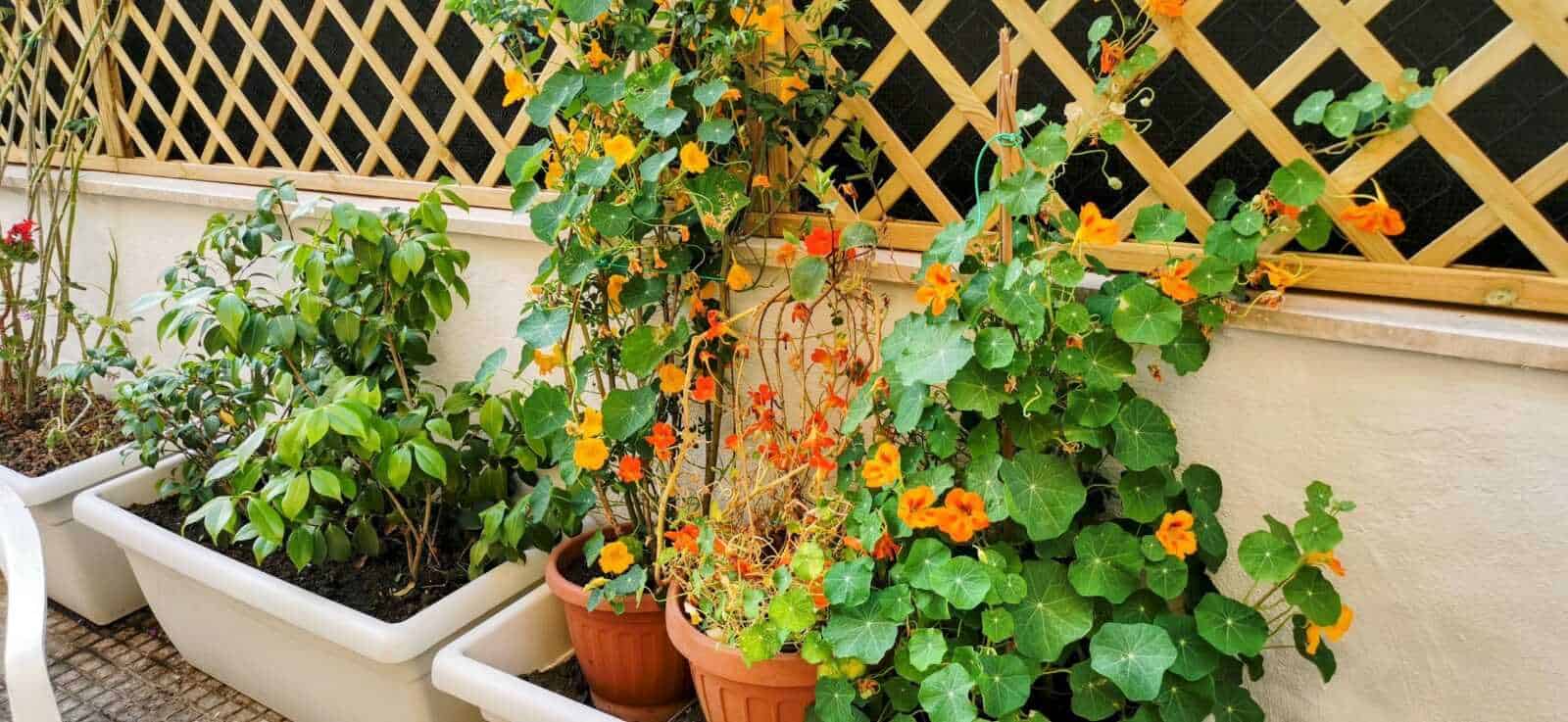 Fioriere con piante di fiori e foglie verdi su balcone con recinzione in legno, decorazione floreale esterna, ambiente di giardinaggio.