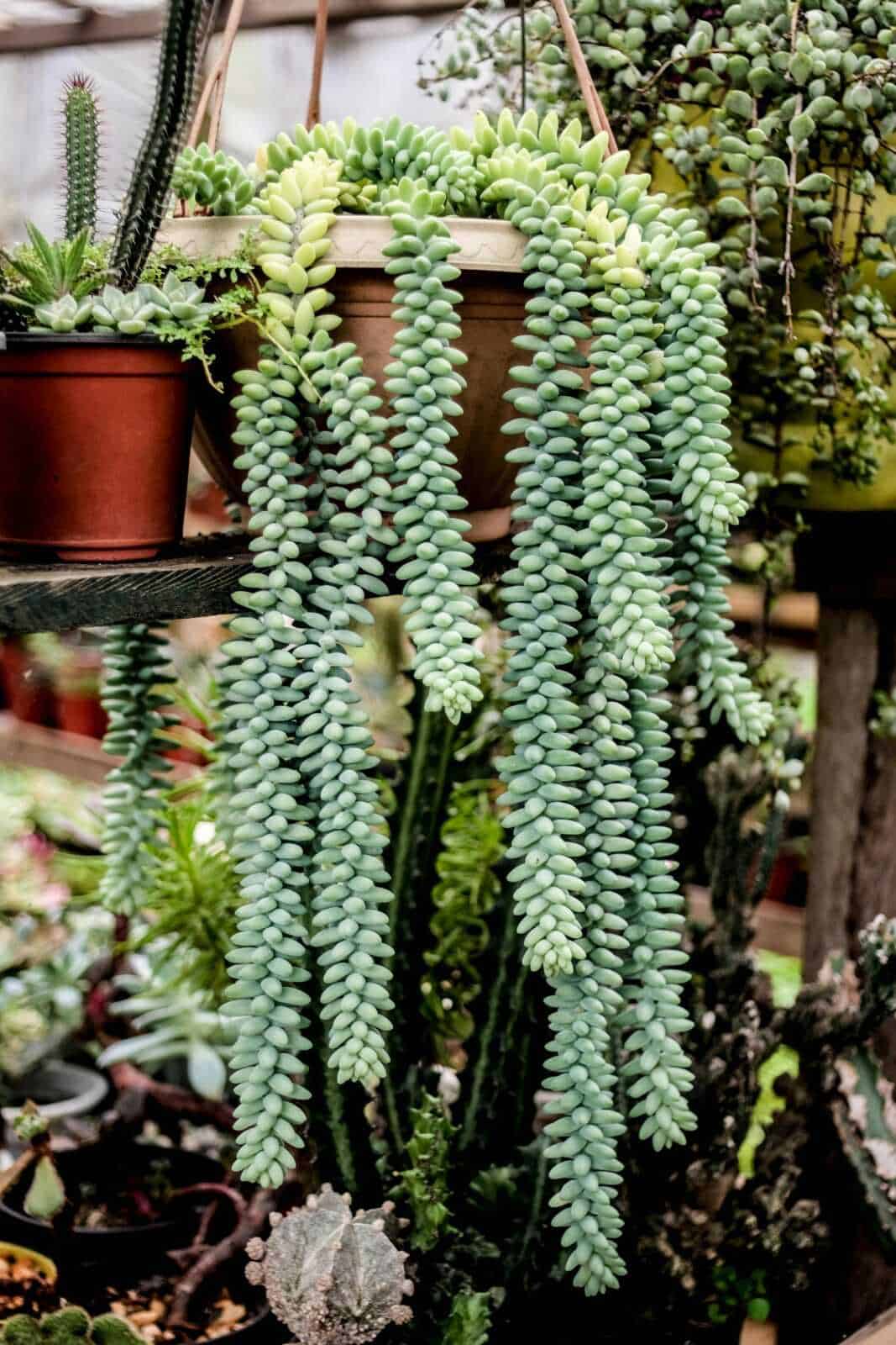Succulent plant in a terracotta pot, green trailing succulent, indoor plant decor, drought-tolerant plant, popular houseplant for decor.