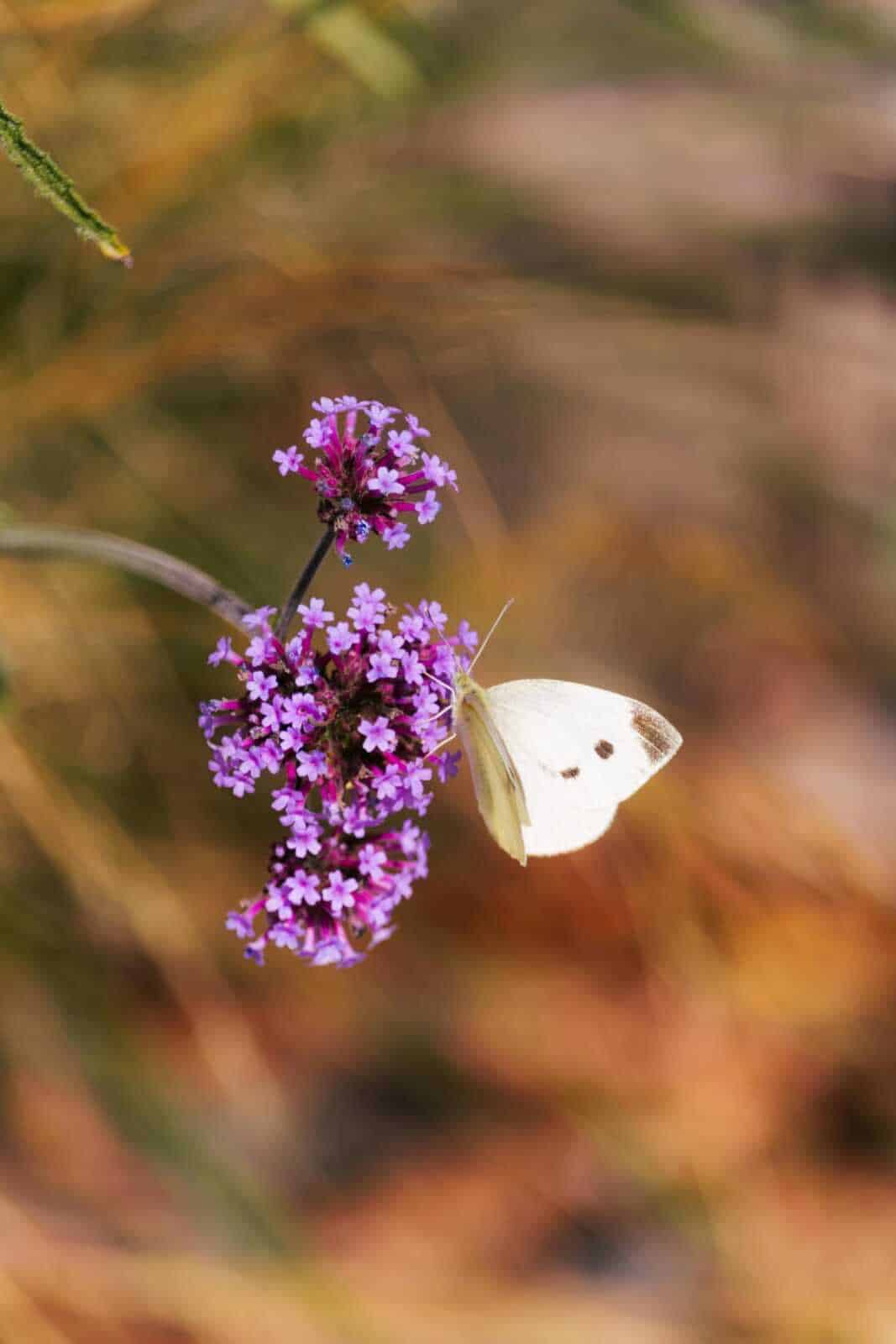 Farfalla bianca su fiori viola in natura, fotografia macro di insetto su pianta.