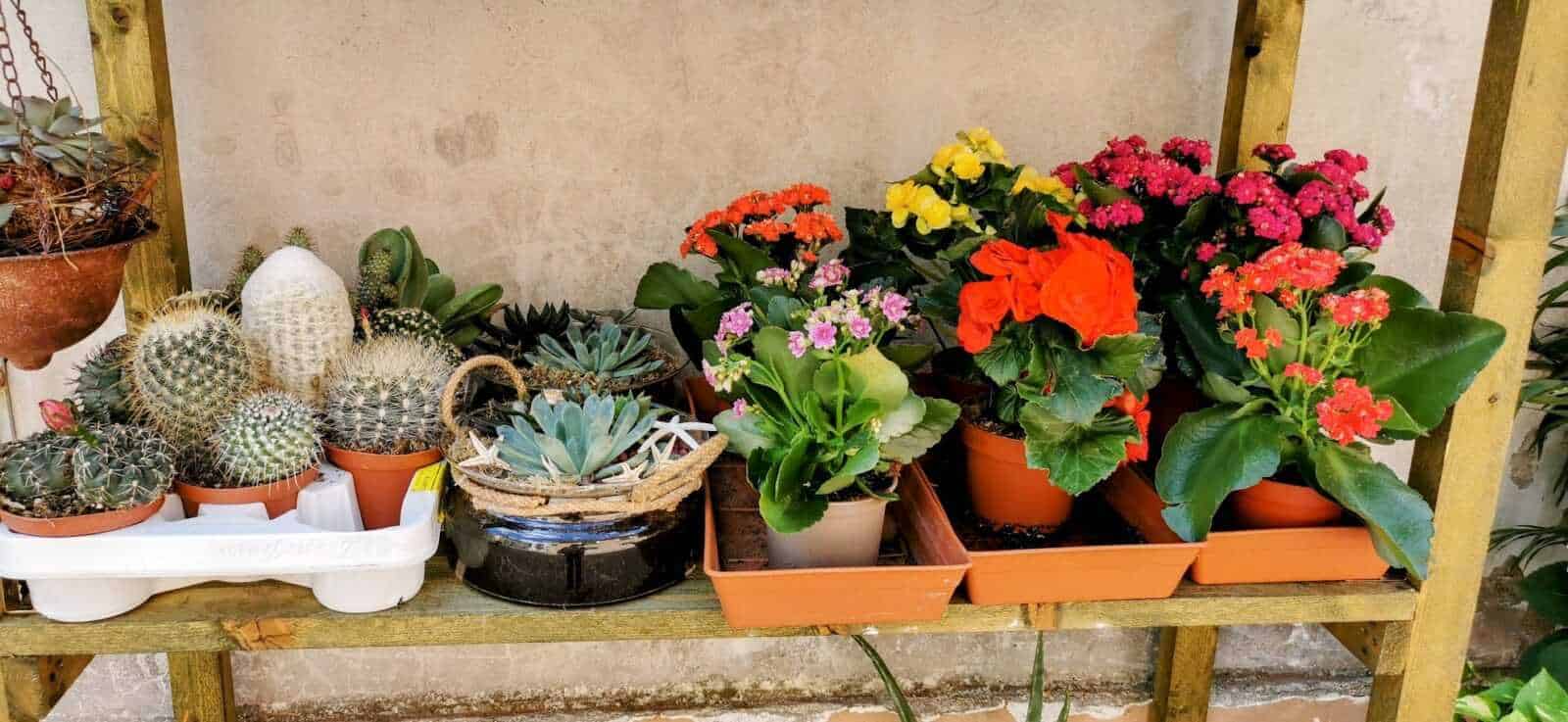 Vasi di piante grasse e fiori colorati su mensola di legno, piante decorative per giardino e interni, ideale per appassionati di botanica e giardinaggio.