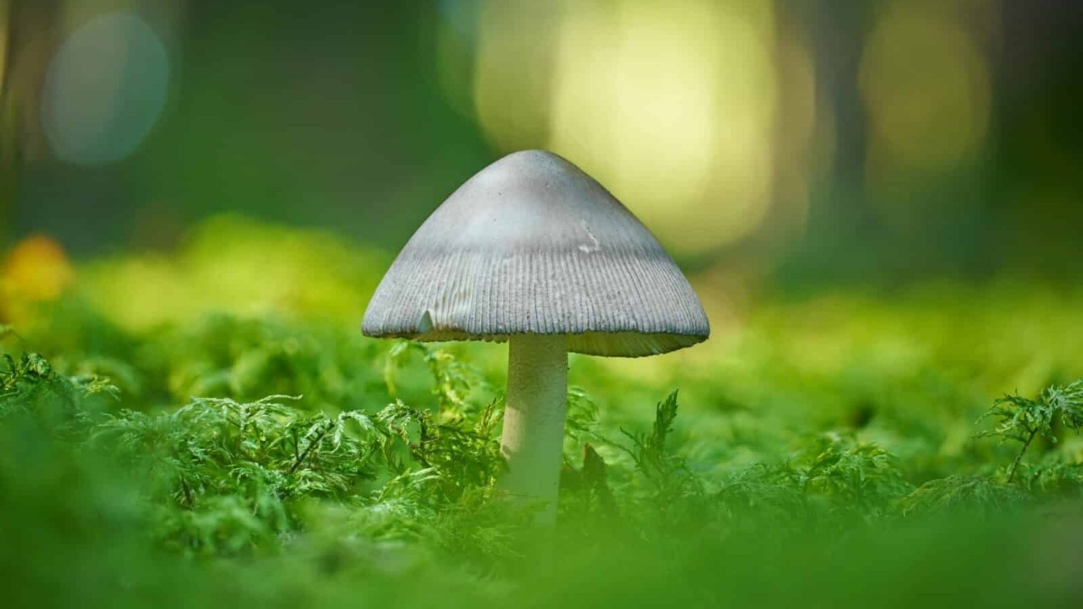 Fungo bianco in habitat naturale.