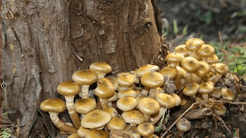 Fungo giallo in crescita ai piedi di un albero, in un ambiente naturale.