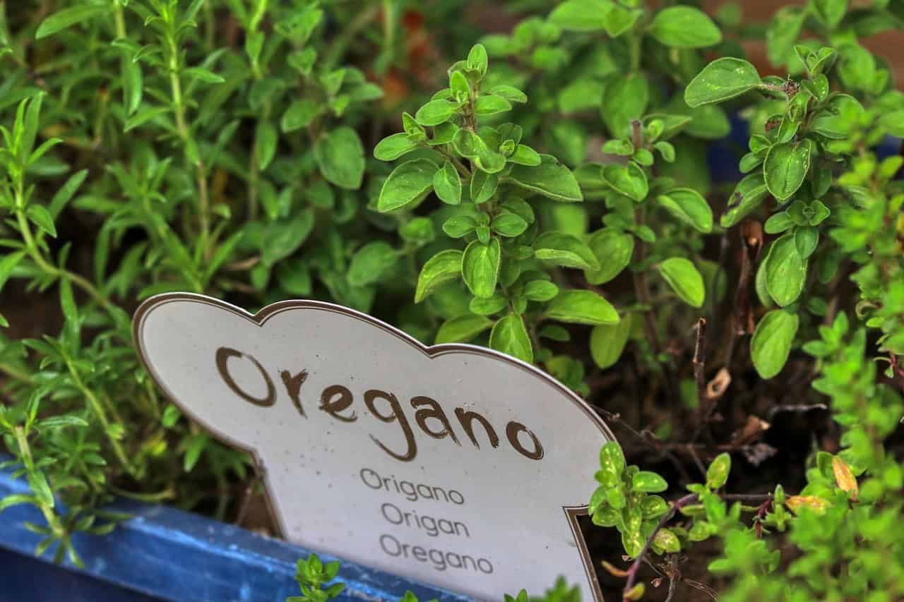 Raccolta nel bosco ad agosto: Cosa raccogliere nel bosco ad agosto. Aromatica pianta di origano fresca