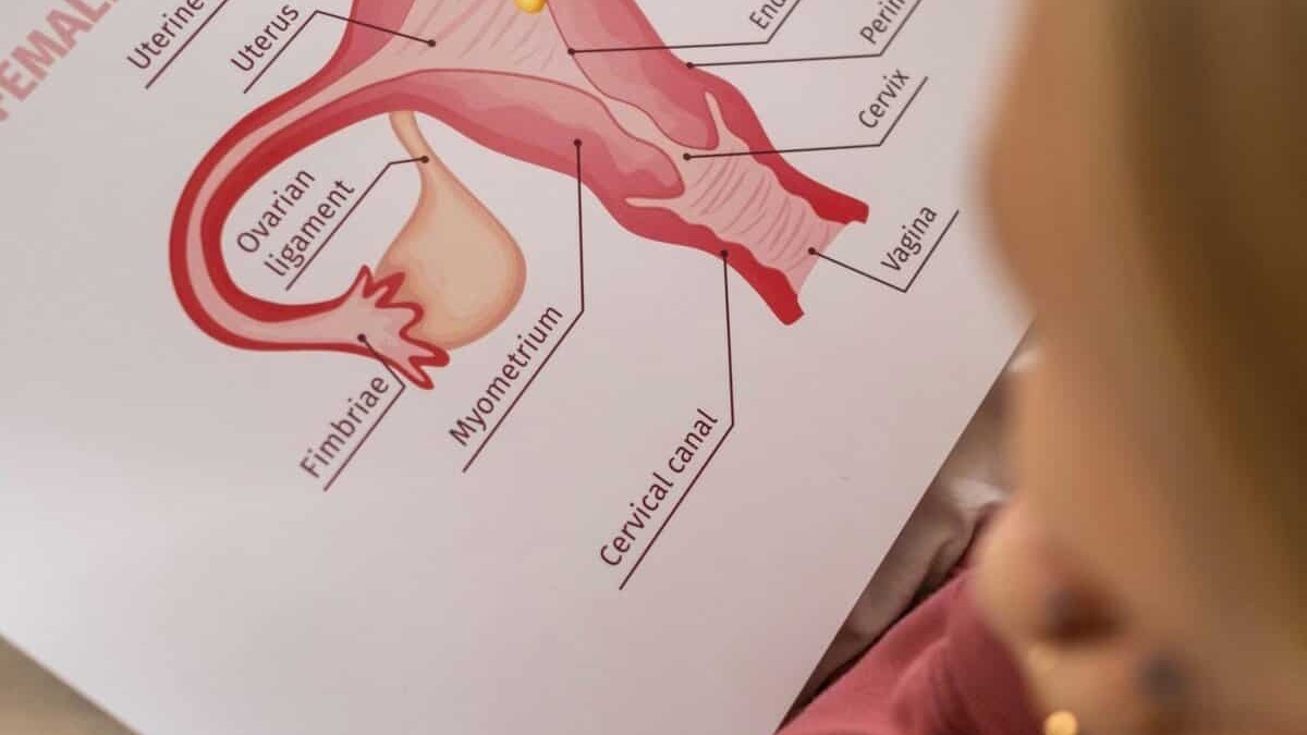 Funzione riproduttiva femminile, anatomia e dettagli sul sistema riproduttivo femminile, inclusi utero, ovaie, cervice e altre strutture.