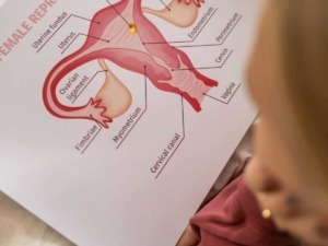 Funzione riproduttiva femminile, anatomia e dettagli sul sistema riproduttivo femminile, inclusi utero, ovaie, cervice e altre strutture.