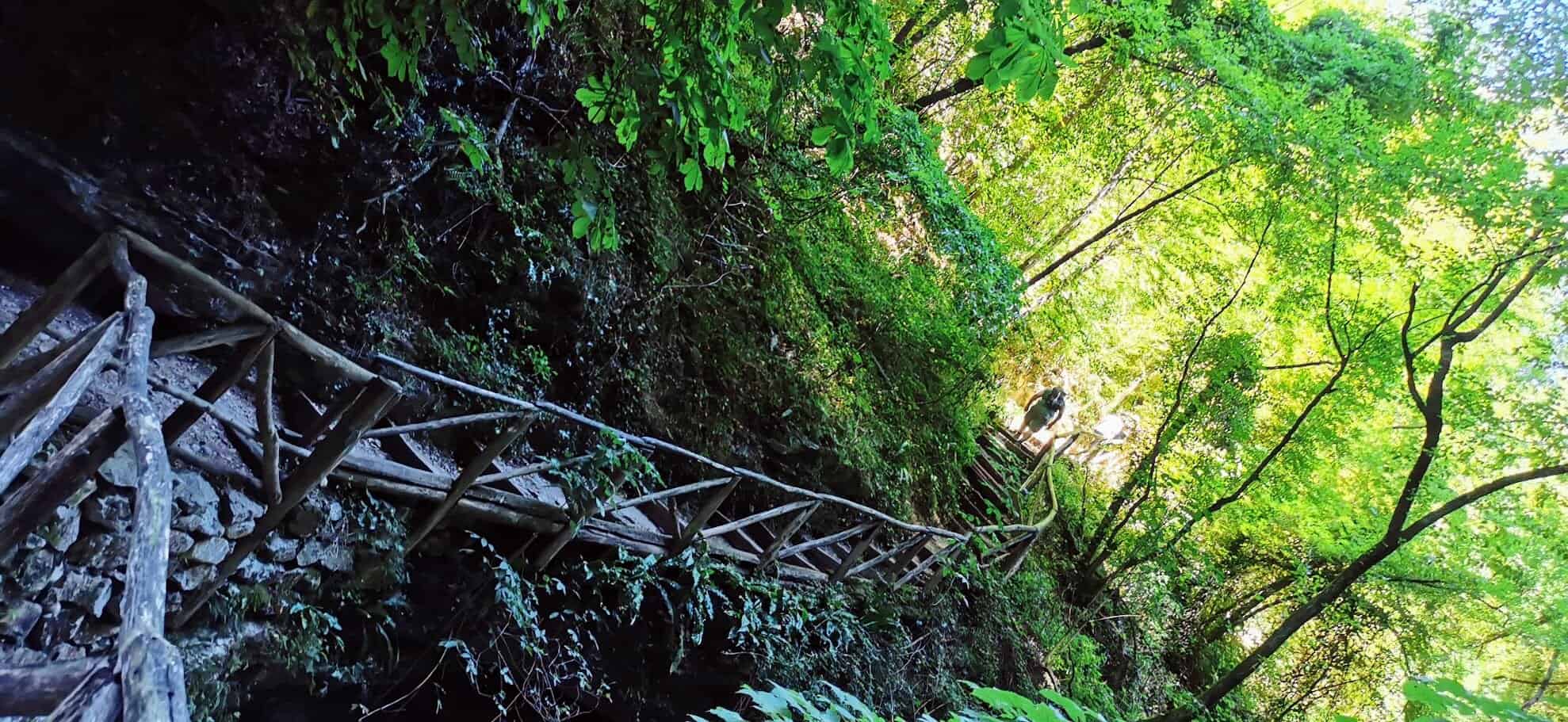 Escursionisti che percorrono sentiero nel bosco verdeggiante con passerella in legno, natura rigogliosa e atmosfera tranquilla, ideale per outdoor e trekking immersi nella natura.