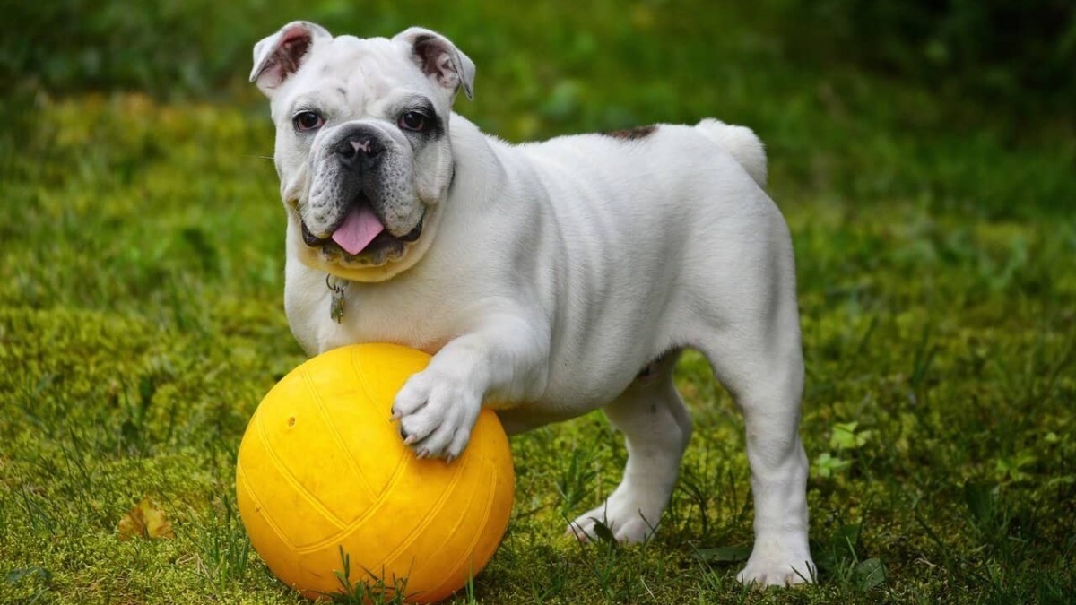 Bulldog bianco con una pallina gialla in giardino