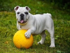 Bulldog bianco con una pallina gialla in giardino