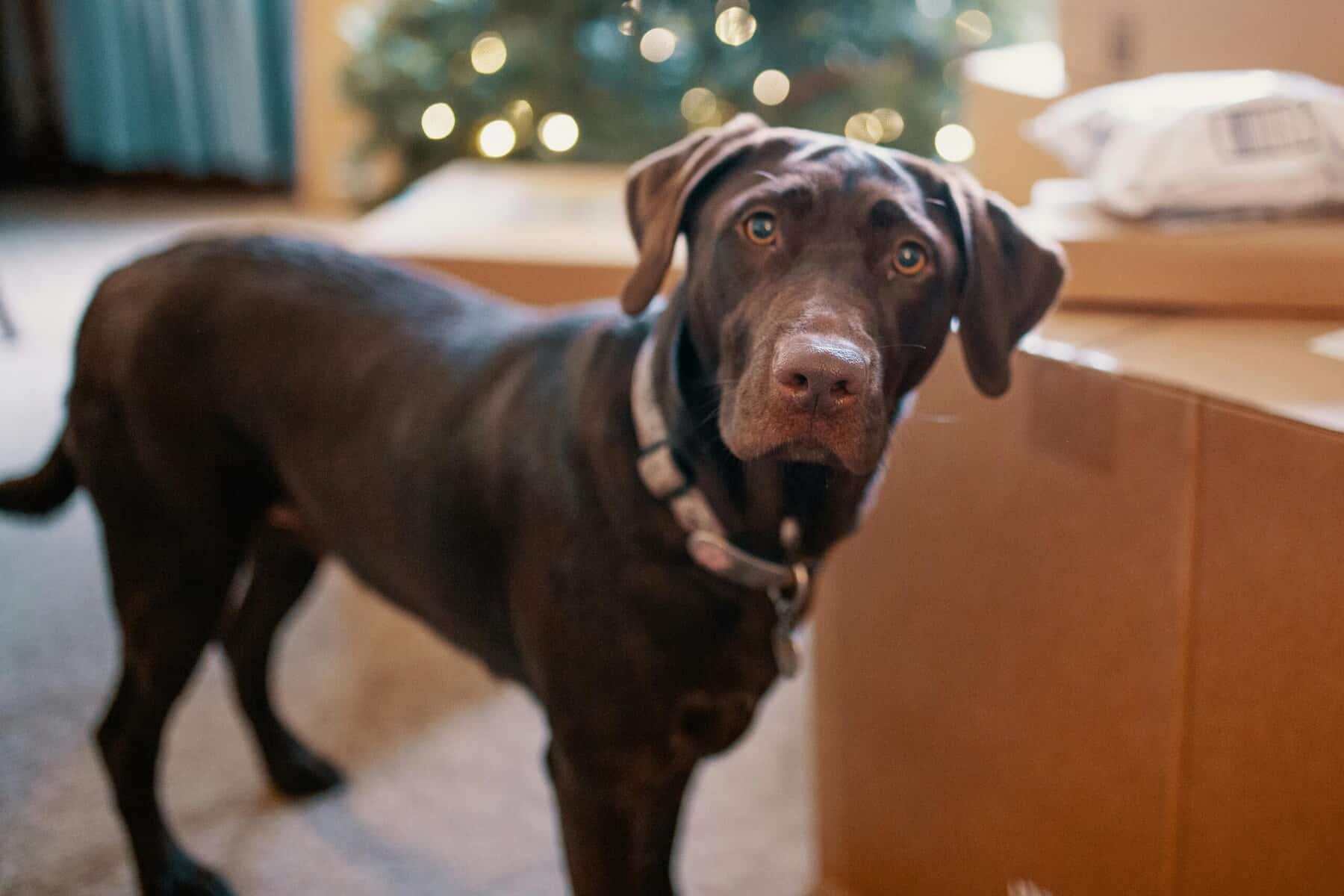 Le 5 razze di cani più richieste nel 2025. Labrador retriever marrone in casa di fronte a un camino con luci natalizie sullo sfondo.