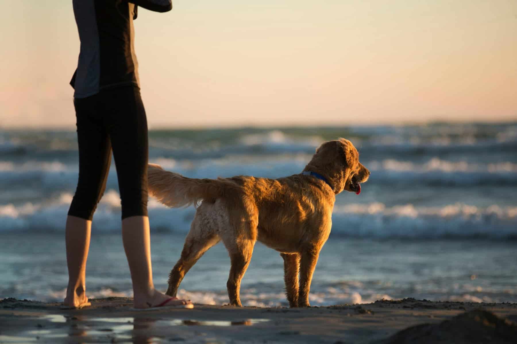 Golden retriever e proprietario sul mare al tramonto, passeggiata rilassante in spiaggia per amici a quattro zampe e proprietari, relax e natura per appassionati di animali e vita all'aperto.