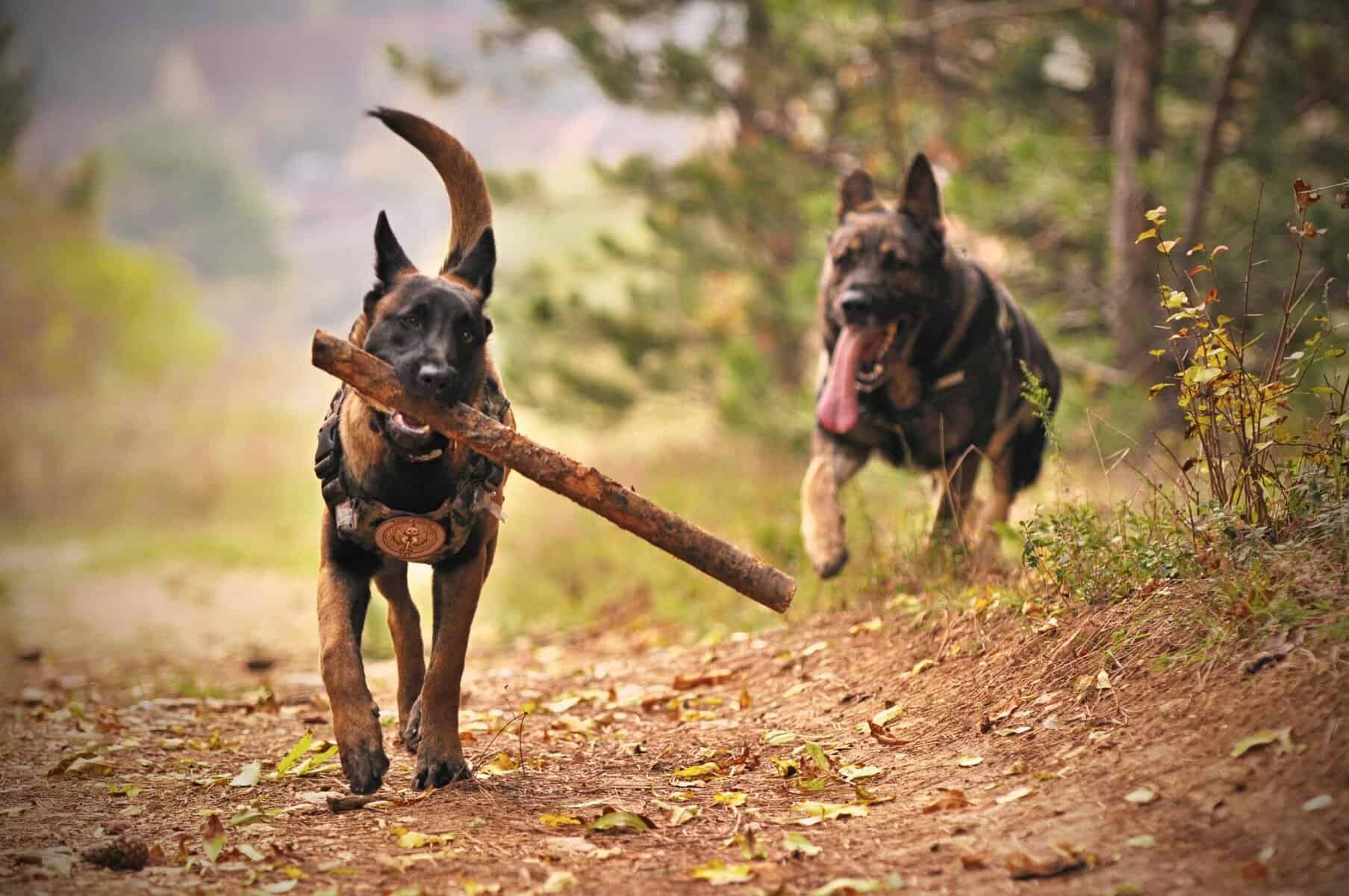 German shepherd. Due cani dello staff in azione durante un'attività all'aperto tra gli alberi e le foglie cadute. 