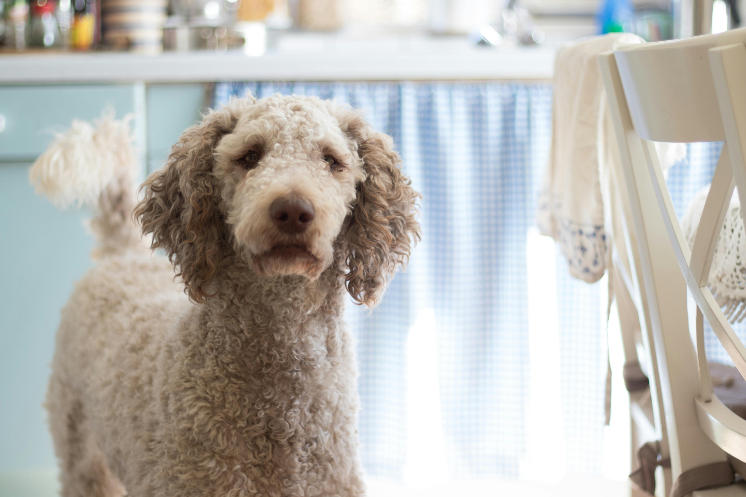 Poodle (barboncino), Elegante cane da compagnia con pelo riccio color beige, in cucina illuminata dalla luce naturale, ambiente accogliente e luminoso.