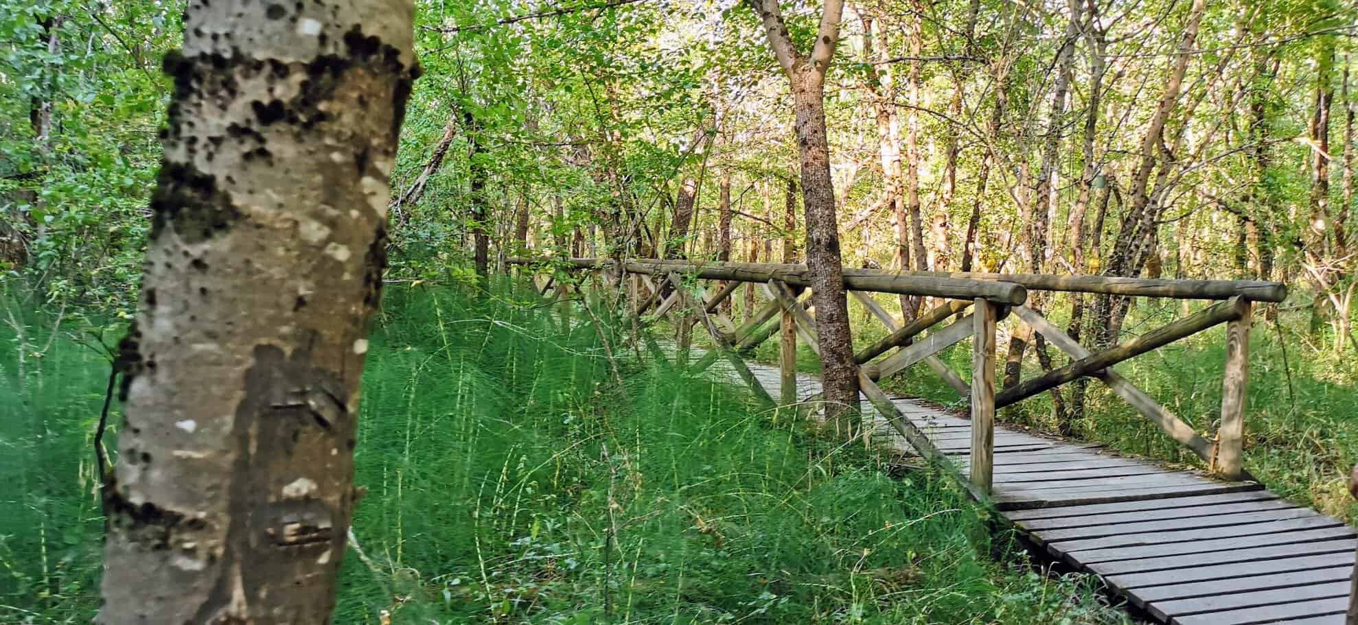 Via degli Dei in autunno: Sentiero pedonale in legno tra gli alberi di un bosco rigoglioso, con ringhiera in legno, luce naturale, atmosfera tranquilla e naturale, ideale per escursioni e passeggiate nella natura.